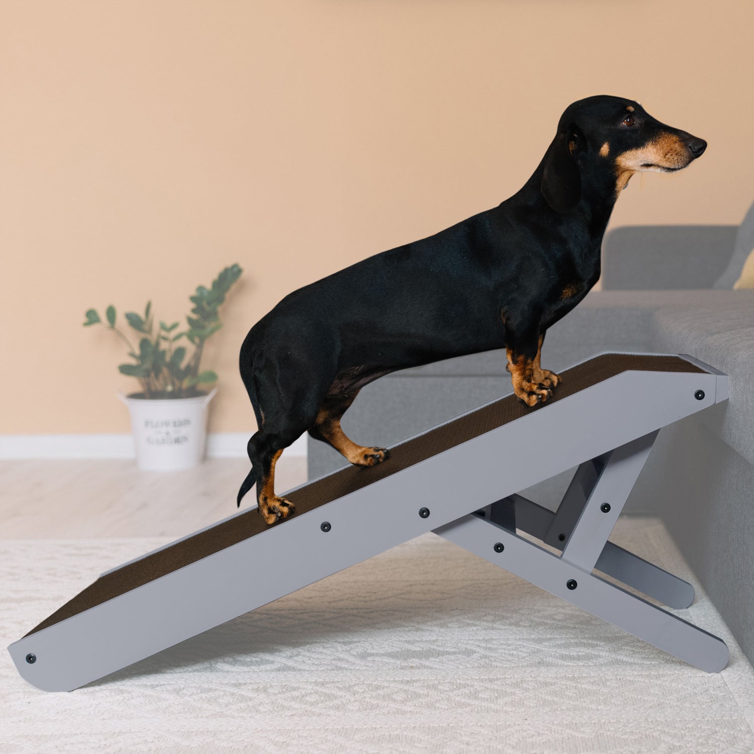 Doxie ramp hotsell